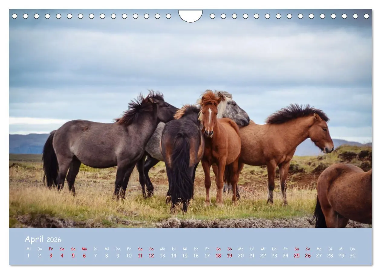 Bild: 9783457642030 | Das Islandpferd (Wandkalender 2026 DIN A4 quer), CALVENDO...