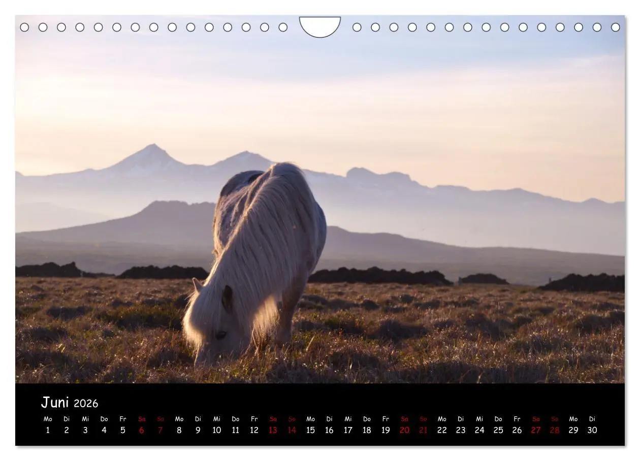 Bild: 9783457642030 | Das Islandpferd (Wandkalender 2026 DIN A4 quer), CALVENDO...