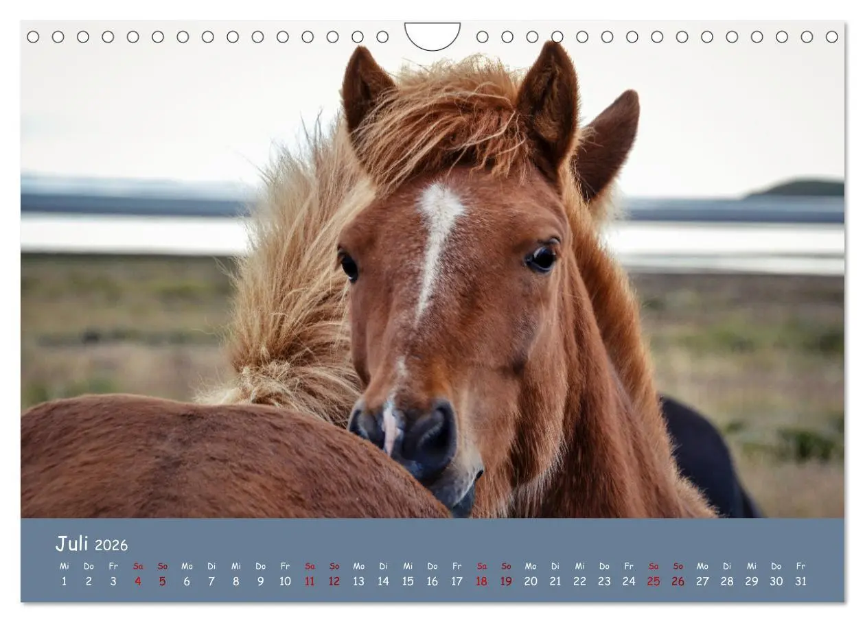 Bild: 9783457642030 | Das Islandpferd (Wandkalender 2026 DIN A4 quer), CALVENDO...