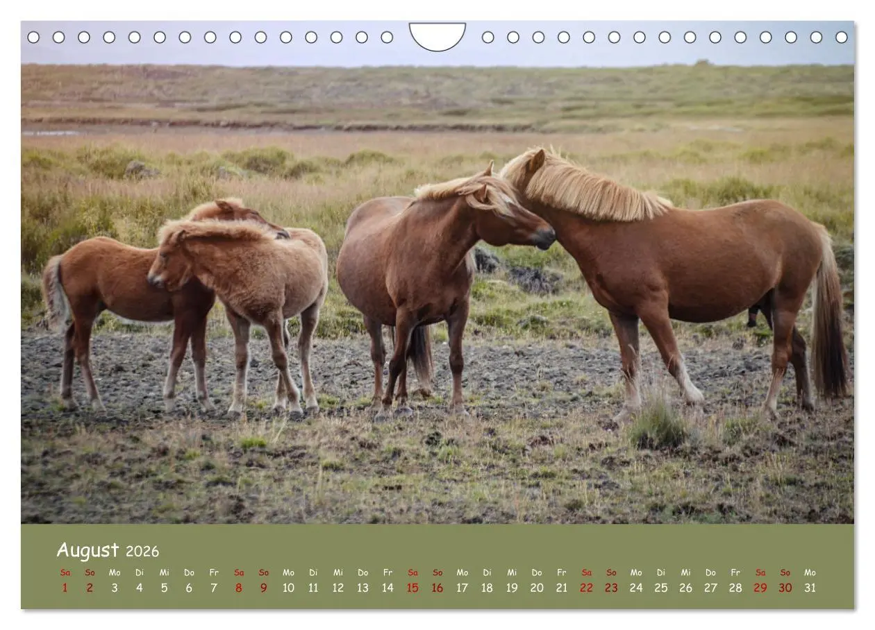Bild: 9783457642030 | Das Islandpferd (Wandkalender 2026 DIN A4 quer), CALVENDO...
