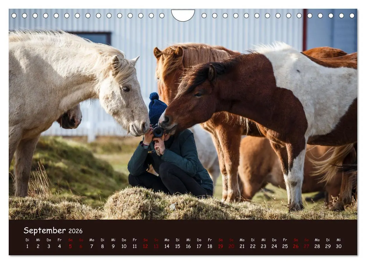 Bild: 9783457642030 | Das Islandpferd (Wandkalender 2026 DIN A4 quer), CALVENDO...