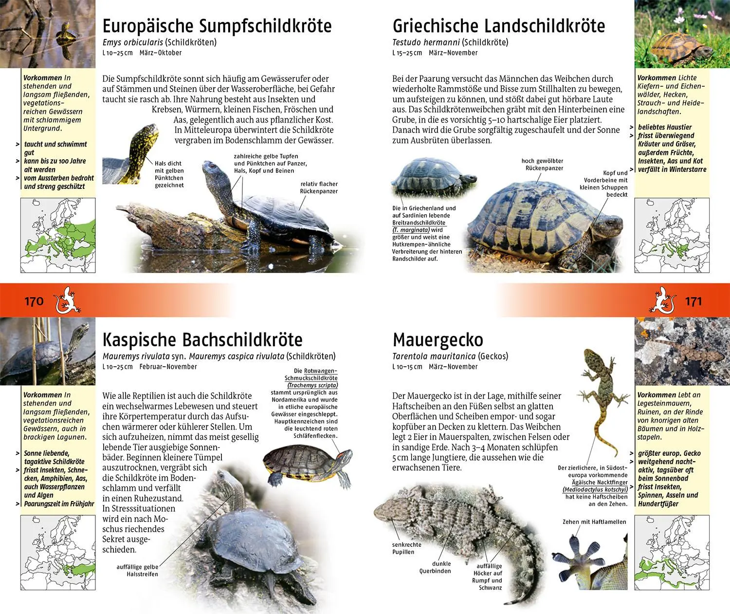 Bild: 9783440182130 | Der Kosmos Tier- und Pflanzenführer | Frank Hecker | Taschenbuch