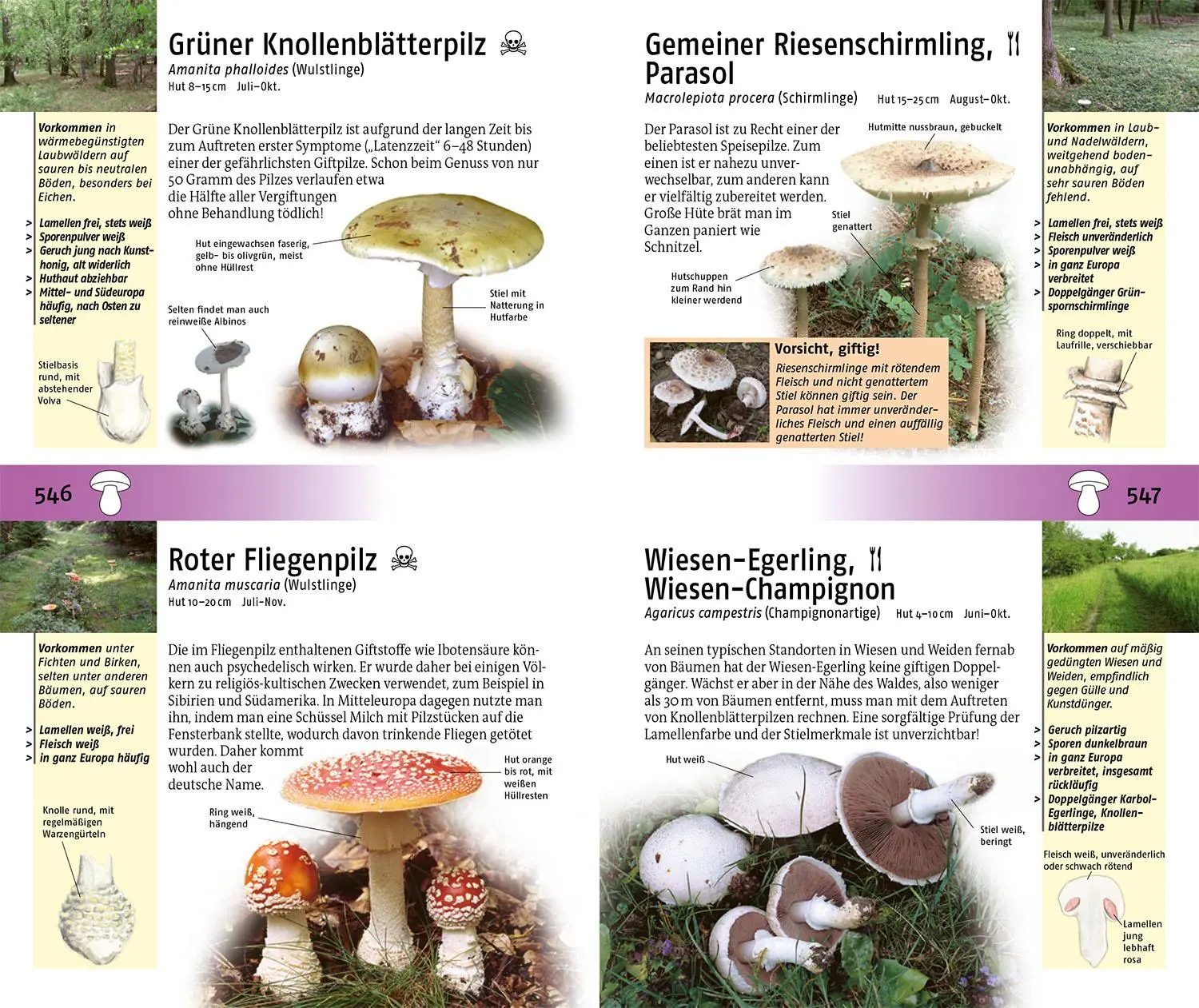 Bild: 9783440182130 | Der Kosmos Tier- und Pflanzenführer | Frank Hecker | Taschenbuch