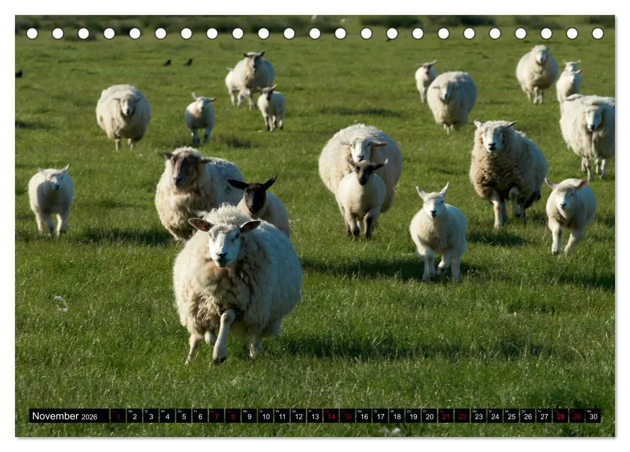 Bild: 9783457632130 | Schafe auf Sylt (Tischkalender 2026 DIN A5 quer), CALVENDO...