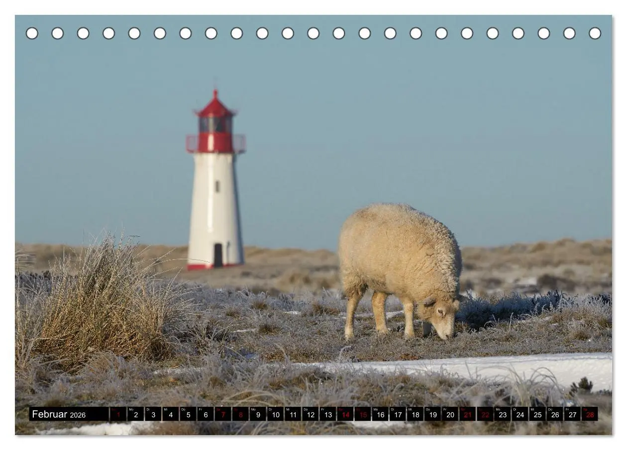 Bild: 9783457632130 | Schafe auf Sylt (Tischkalender 2026 DIN A5 quer), CALVENDO...
