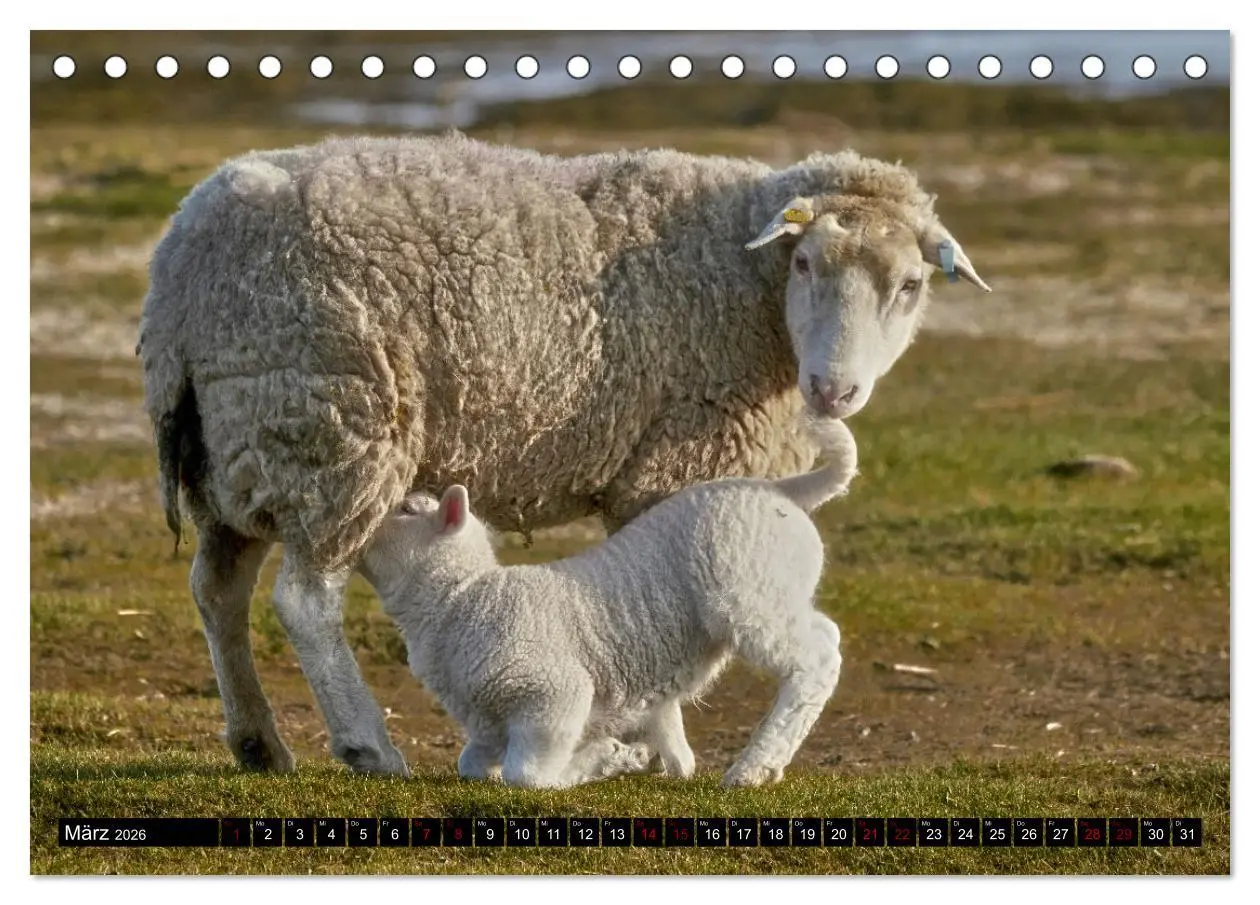 Bild: 9783457632130 | Schafe auf Sylt (Tischkalender 2026 DIN A5 quer), CALVENDO...