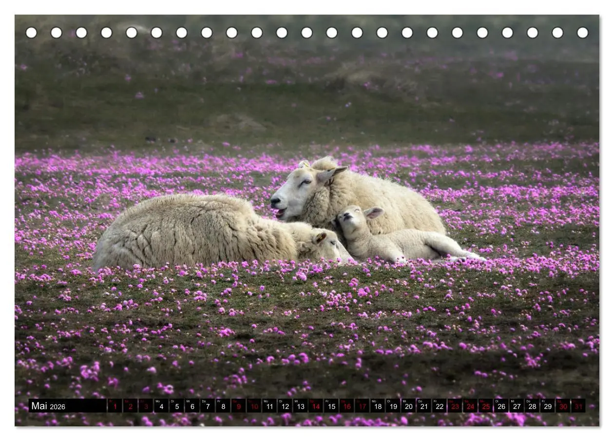 Bild: 9783457632130 | Schafe auf Sylt (Tischkalender 2026 DIN A5 quer), CALVENDO...