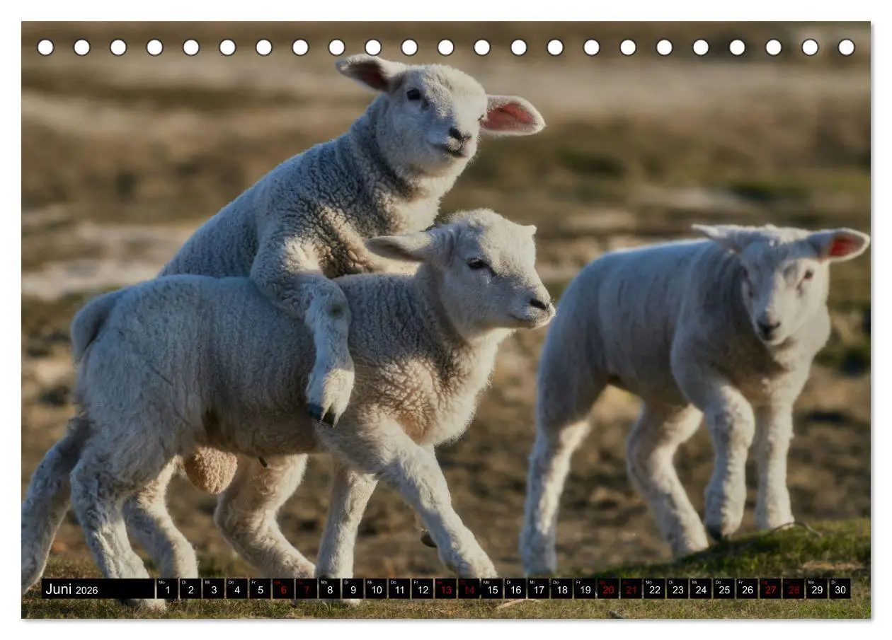 Bild: 9783457632130 | Schafe auf Sylt (Tischkalender 2026 DIN A5 quer), CALVENDO...