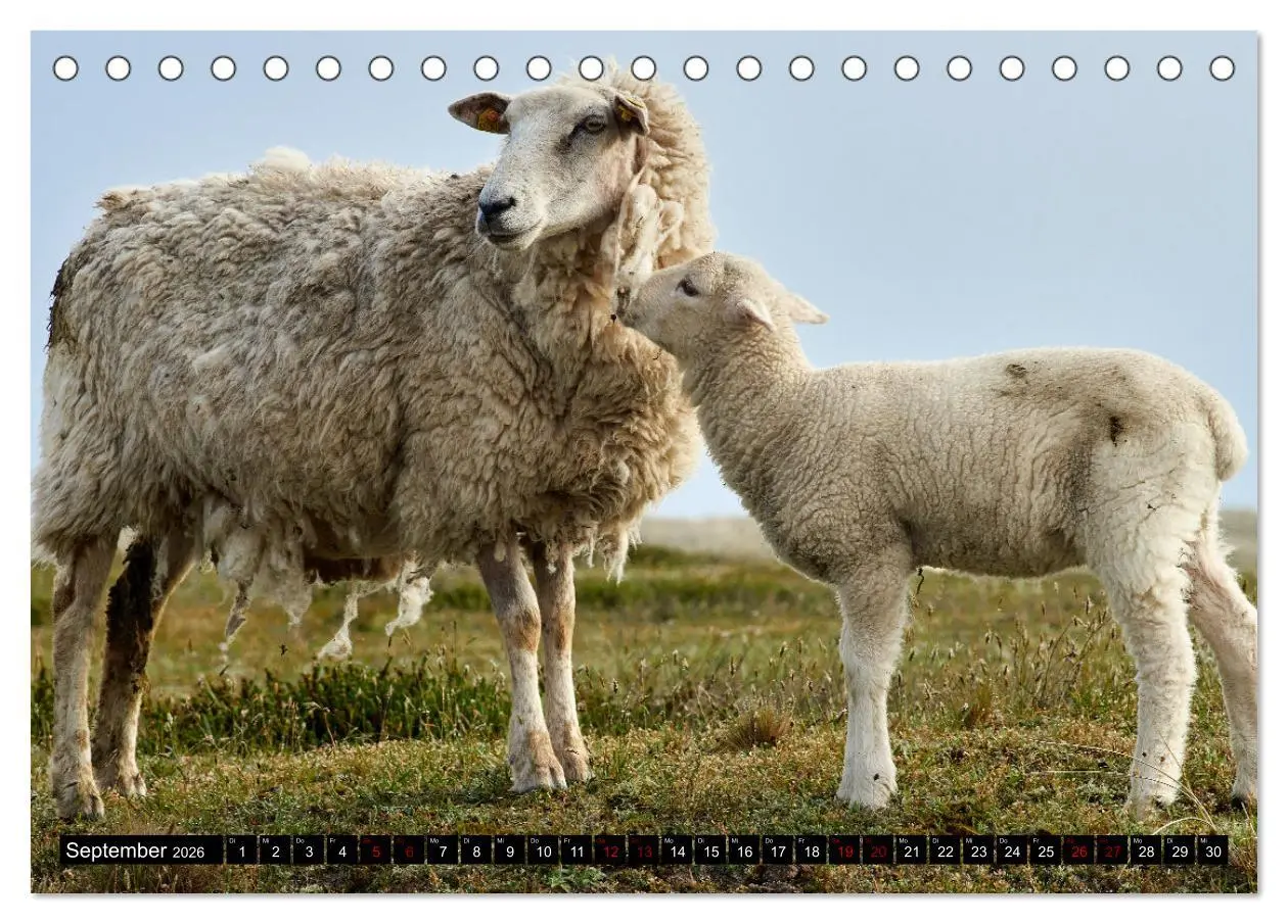 Bild: 9783457632130 | Schafe auf Sylt (Tischkalender 2026 DIN A5 quer), CALVENDO...