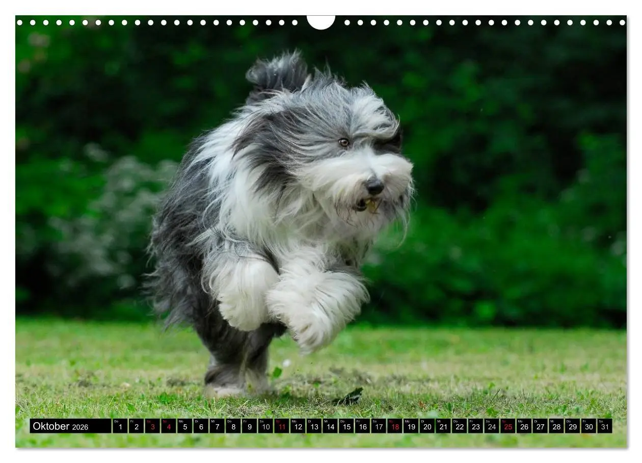 Bild: 9783516032130 | Liebenswerter Clown Bearded Collie (Wandkalender 2026 DIN A3 quer),...