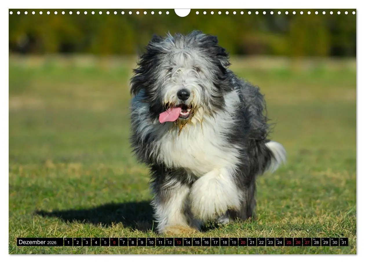 Bild: 9783516032130 | Liebenswerter Clown Bearded Collie (Wandkalender 2026 DIN A3 quer),...