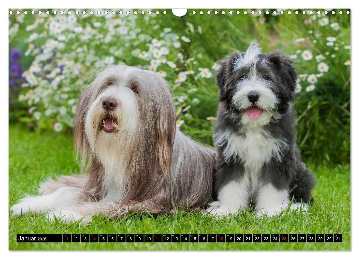 Bild: 9783516032130 | Liebenswerter Clown Bearded Collie (Wandkalender 2026 DIN A3 quer),...