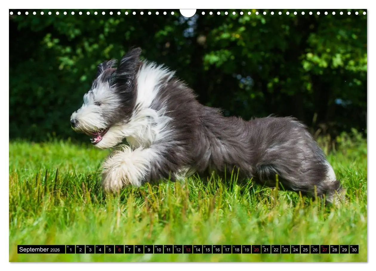 Bild: 9783516032130 | Liebenswerter Clown Bearded Collie (Wandkalender 2026 DIN A3 quer),...