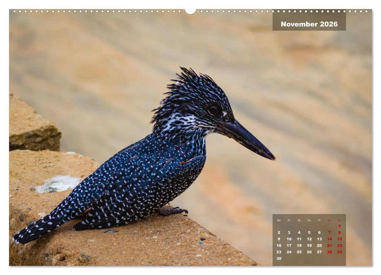 Bild: 9783457622230 | Die bunte Vogelwelt im Kruger National Park (Wandkalender 2026 DIN...