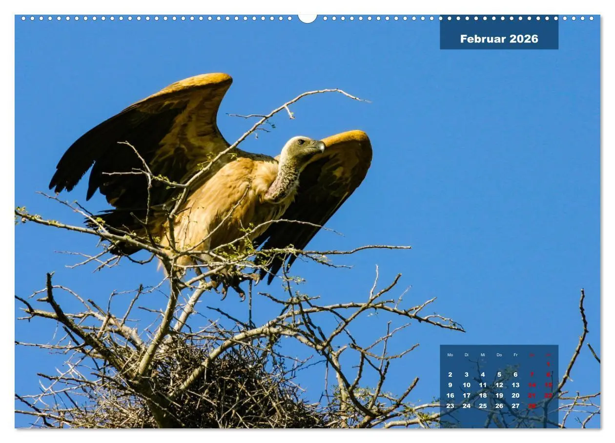 Bild: 9783457622230 | Die bunte Vogelwelt im Kruger National Park (Wandkalender 2026 DIN...