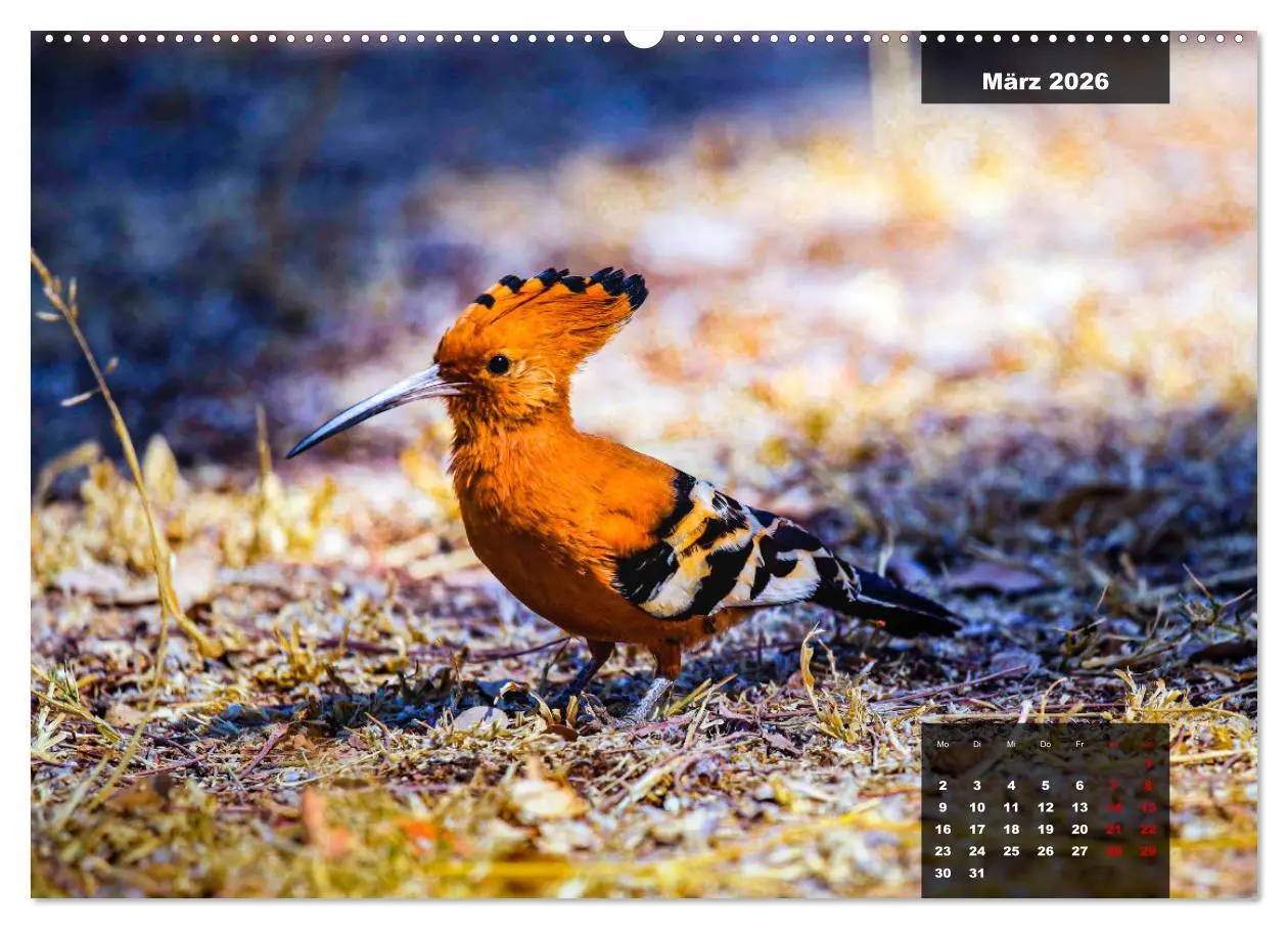 Bild: 9783457622230 | Die bunte Vogelwelt im Kruger National Park (Wandkalender 2026 DIN...
