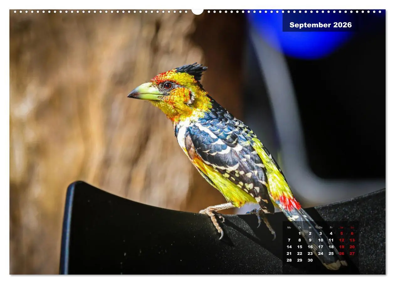 Bild: 9783457622230 | Die bunte Vogelwelt im Kruger National Park (Wandkalender 2026 DIN...