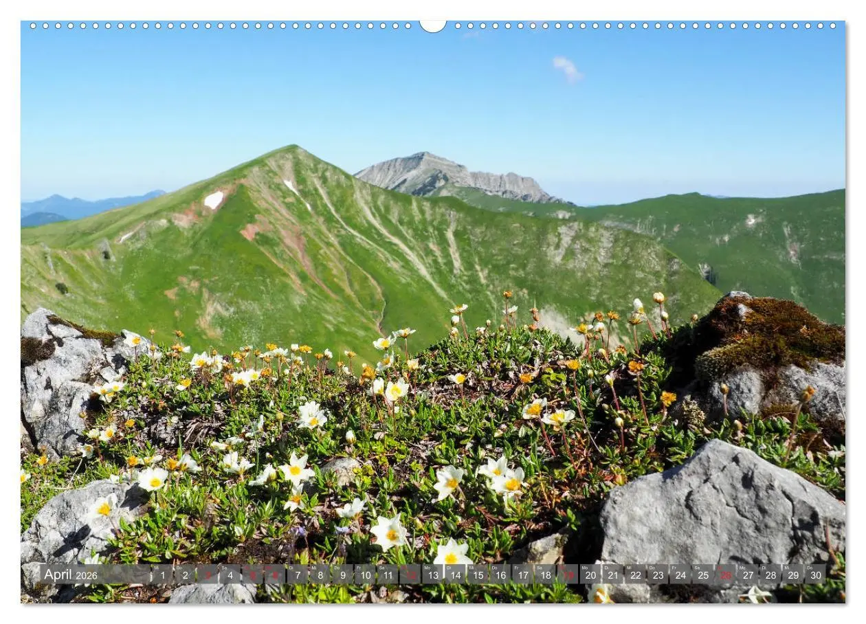 Bild: 9783457932230 | Flora der Alpen (Wandkalender 2026 DIN A2 quer), CALVENDO...