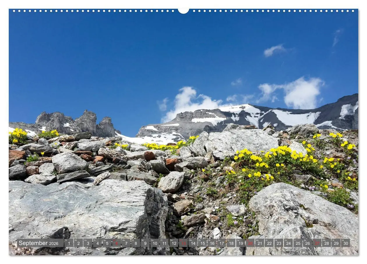 Bild: 9783457932230 | Flora der Alpen (Wandkalender 2026 DIN A2 quer), CALVENDO...