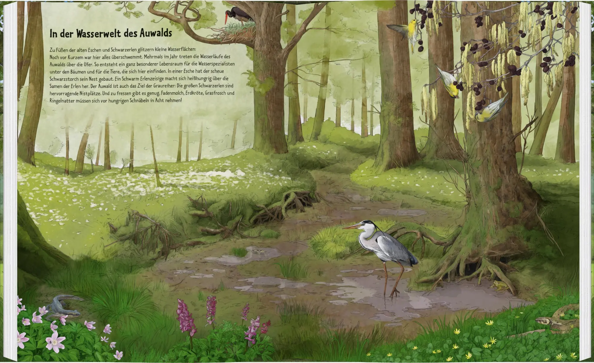 Bild: 9783836962230 | Wildes Leben in alten Bäumen | Ilka Sokolowski | Buch | 64 S. | 2025