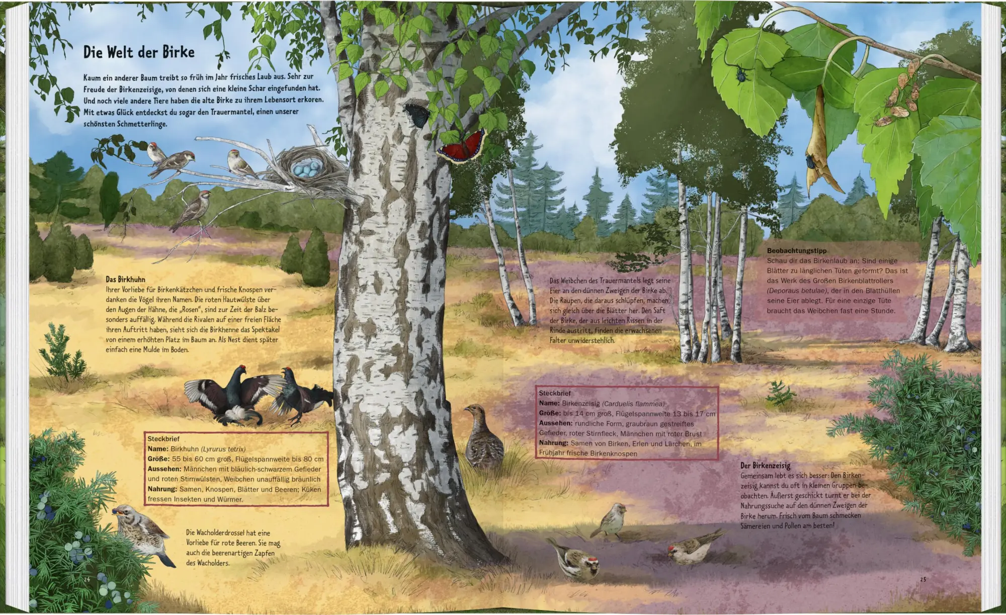 Bild: 9783836962230 | Wildes Leben in alten Bäumen | Ilka Sokolowski | Buch | 64 S. | 2025
