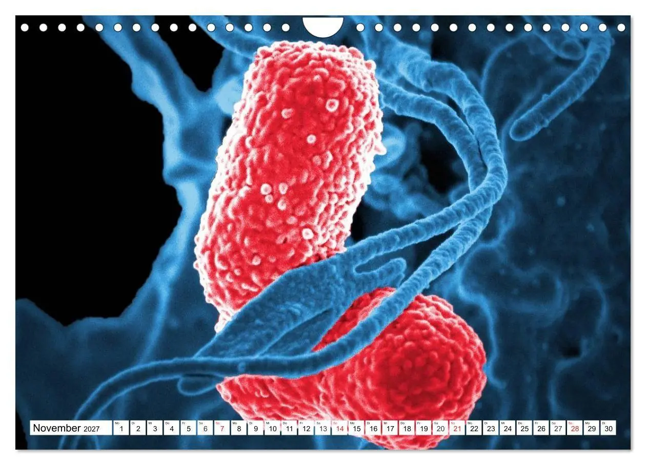 Bild: 9783569892330 | Mikrobiologie. Mikroorganismen, Genetik und Zellen (Wandkalender...