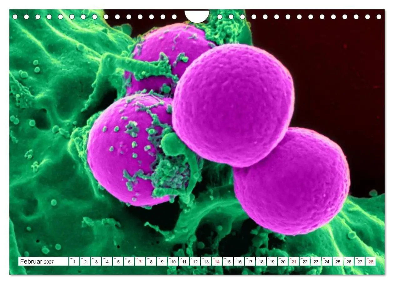 Bild: 9783569892330 | Mikrobiologie. Mikroorganismen, Genetik und Zellen (Wandkalender...