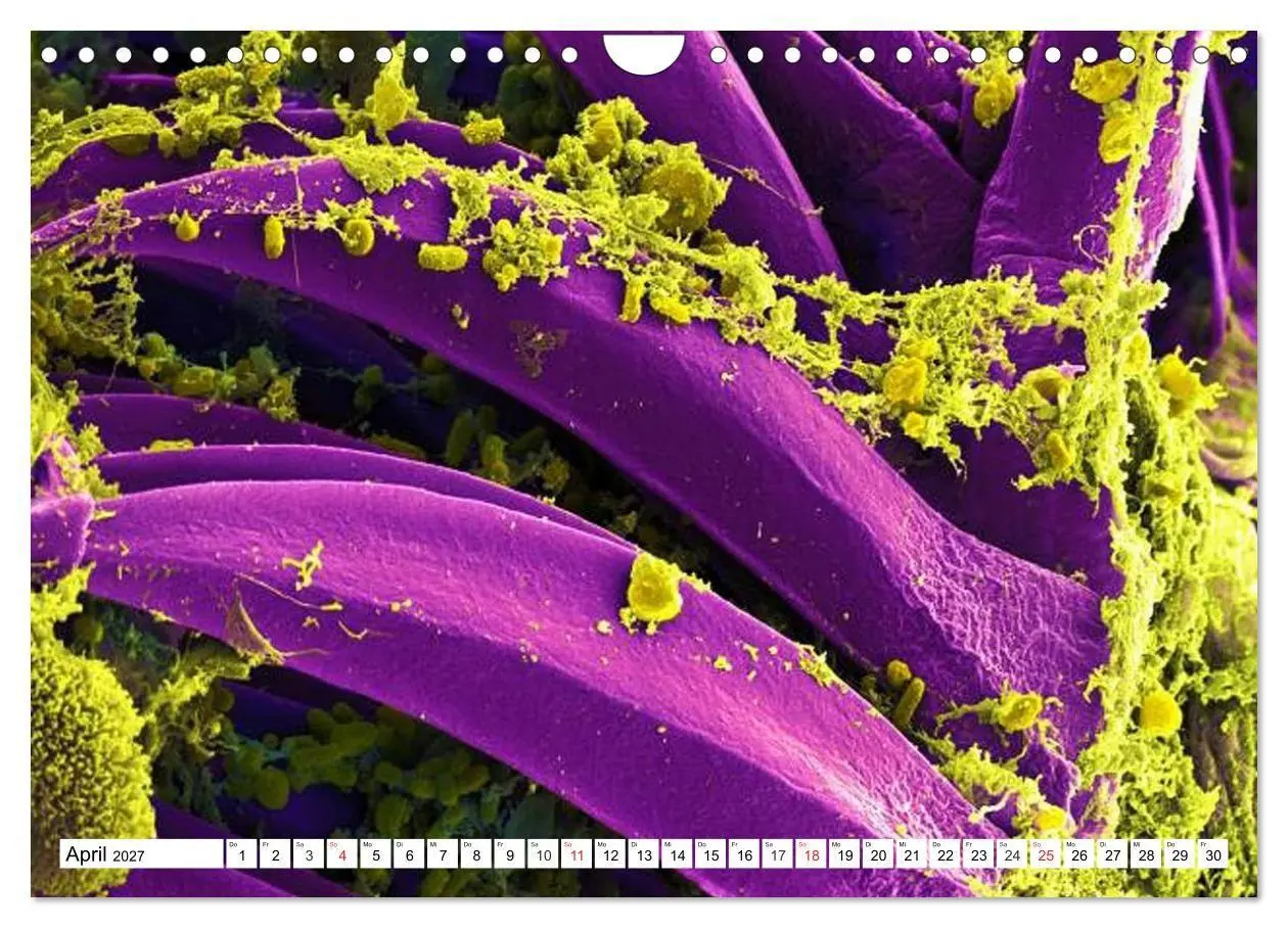 Bild: 9783569892330 | Mikrobiologie. Mikroorganismen, Genetik und Zellen (Wandkalender...