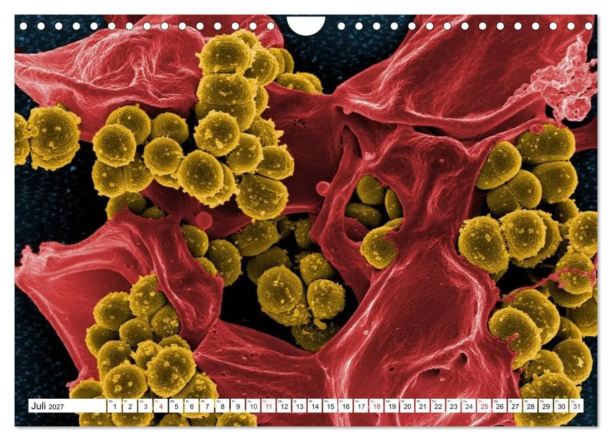 Bild: 9783569892330 | Mikrobiologie. Mikroorganismen, Genetik und Zellen (Wandkalender...