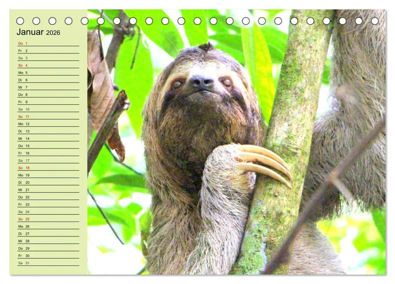 Bild: 9783457452530 | Der Faultier-Planer für mehr Ruhe und Gemütlichkeit! (Tischkalender...