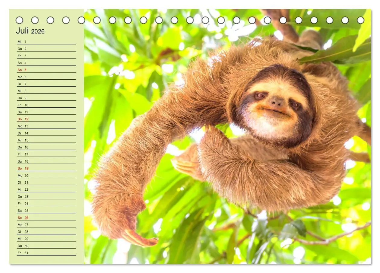 Bild: 9783457452530 | Der Faultier-Planer für mehr Ruhe und Gemütlichkeit! (Tischkalender...