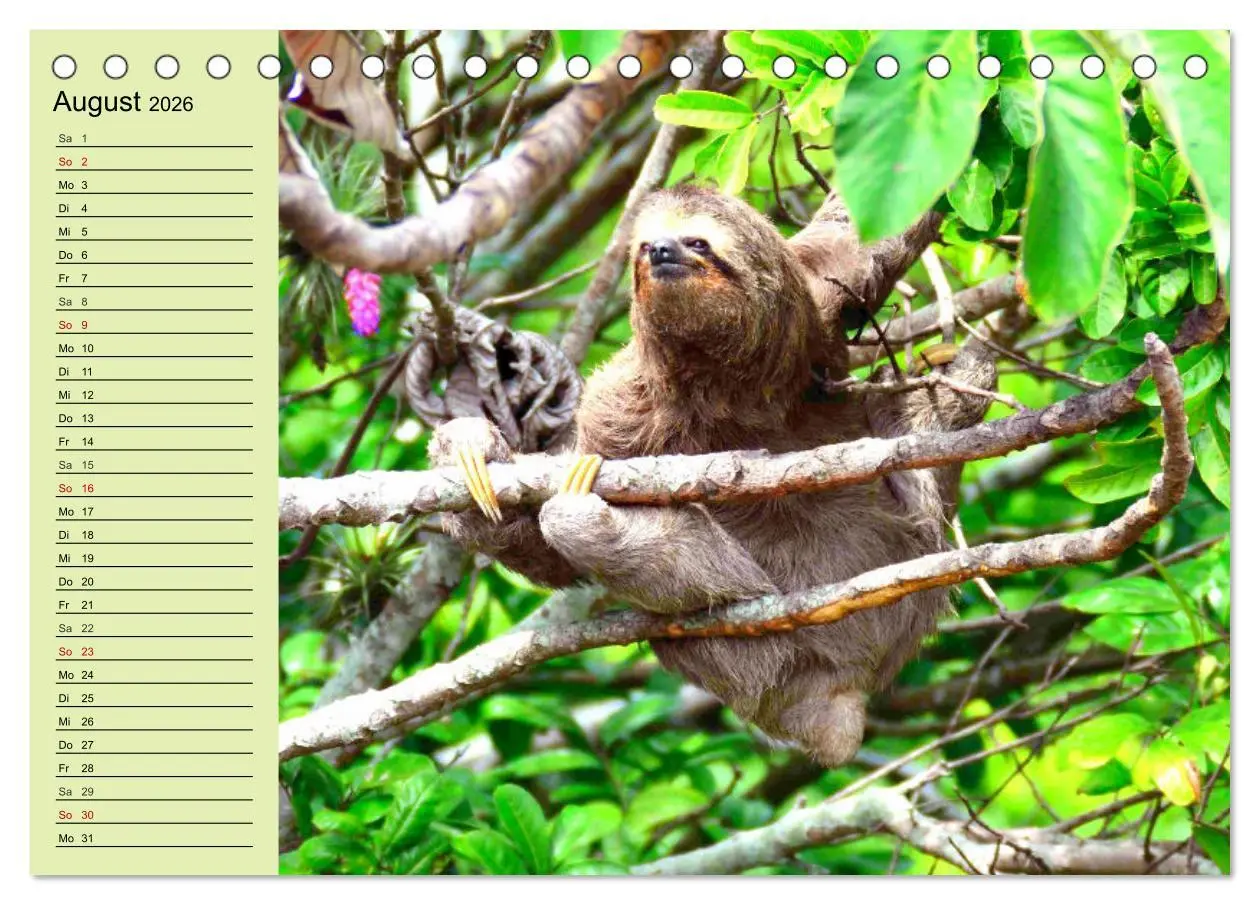 Bild: 9783457452530 | Der Faultier-Planer für mehr Ruhe und Gemütlichkeit! (Tischkalender...