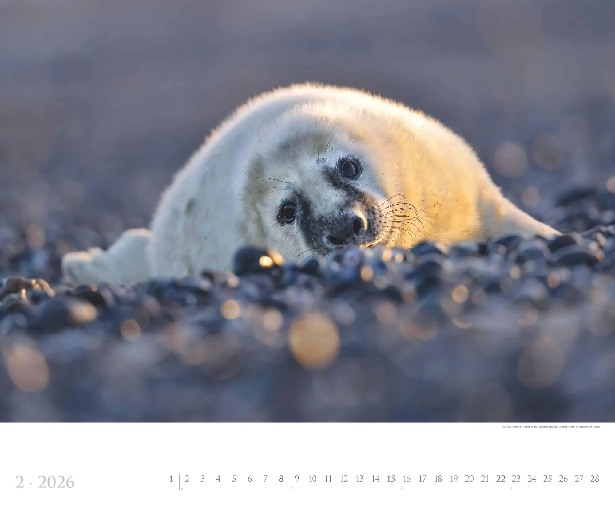 Bild: 4069095002630 | Deutsche Küsten 2026 - Bildkalender XXL 60x50 cm - hochwertiger...