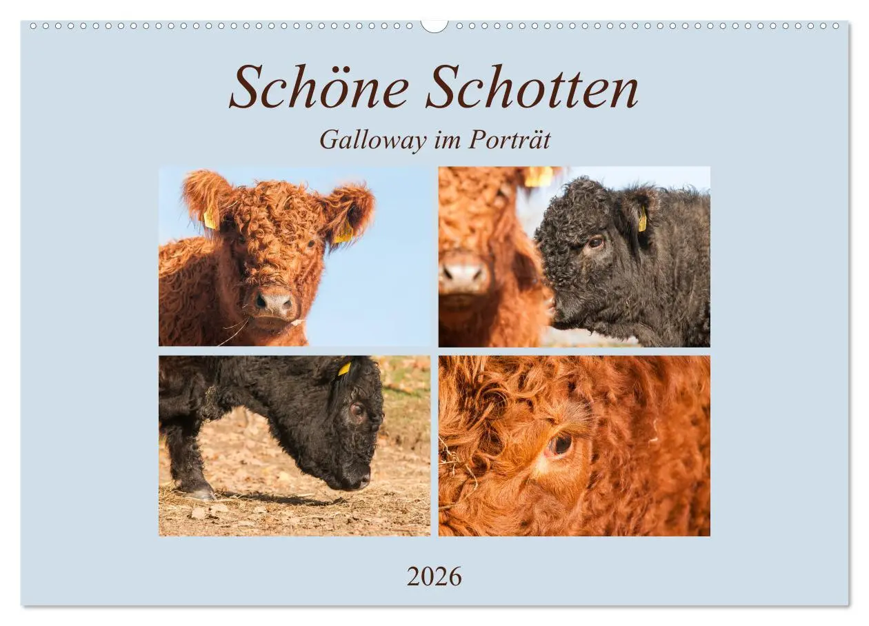 Cover: 9783457752630 | Schöne Schotten - Galloway im Porträt (Wandkalender 2026 DIN A2...