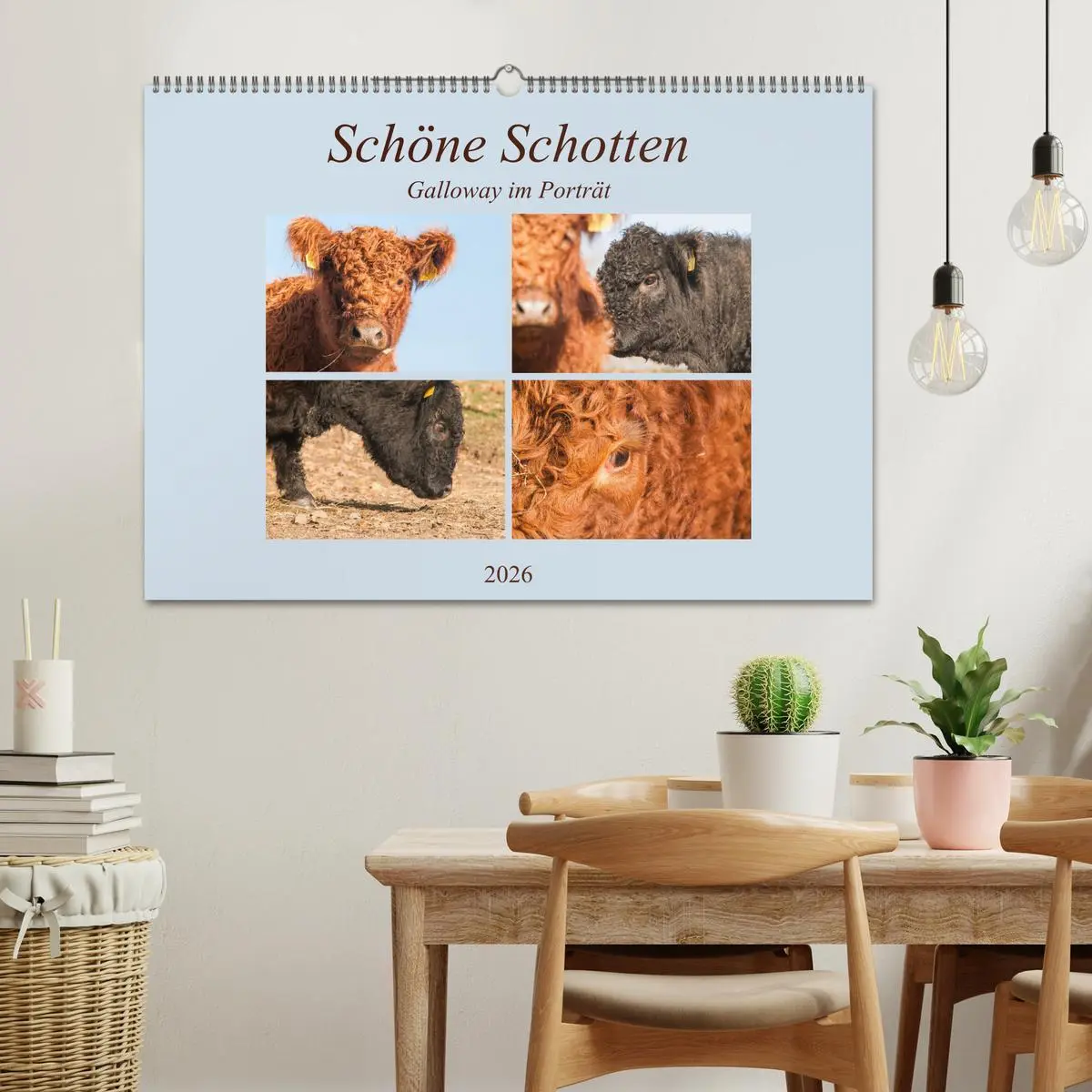 Bild: 9783457752630 | Schöne Schotten - Galloway im Porträt (Wandkalender 2026 DIN A2...