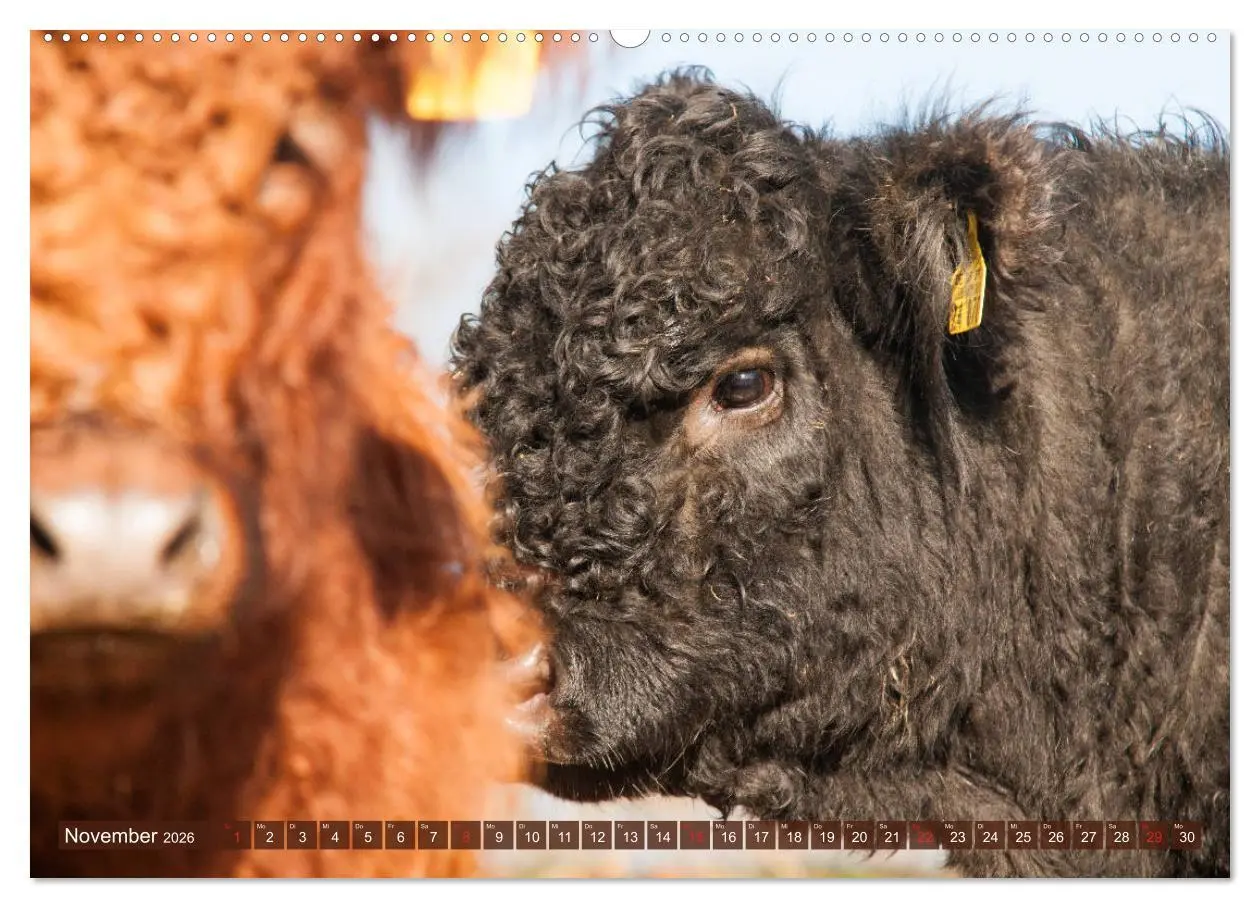 Bild: 9783457752630 | Schöne Schotten - Galloway im Porträt (Wandkalender 2026 DIN A2...