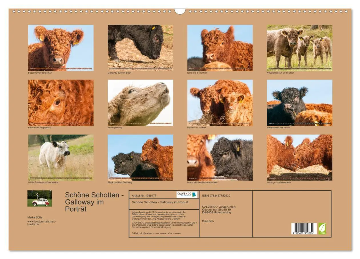 Bild: 9783457752630 | Schöne Schotten - Galloway im Porträt (Wandkalender 2026 DIN A2...