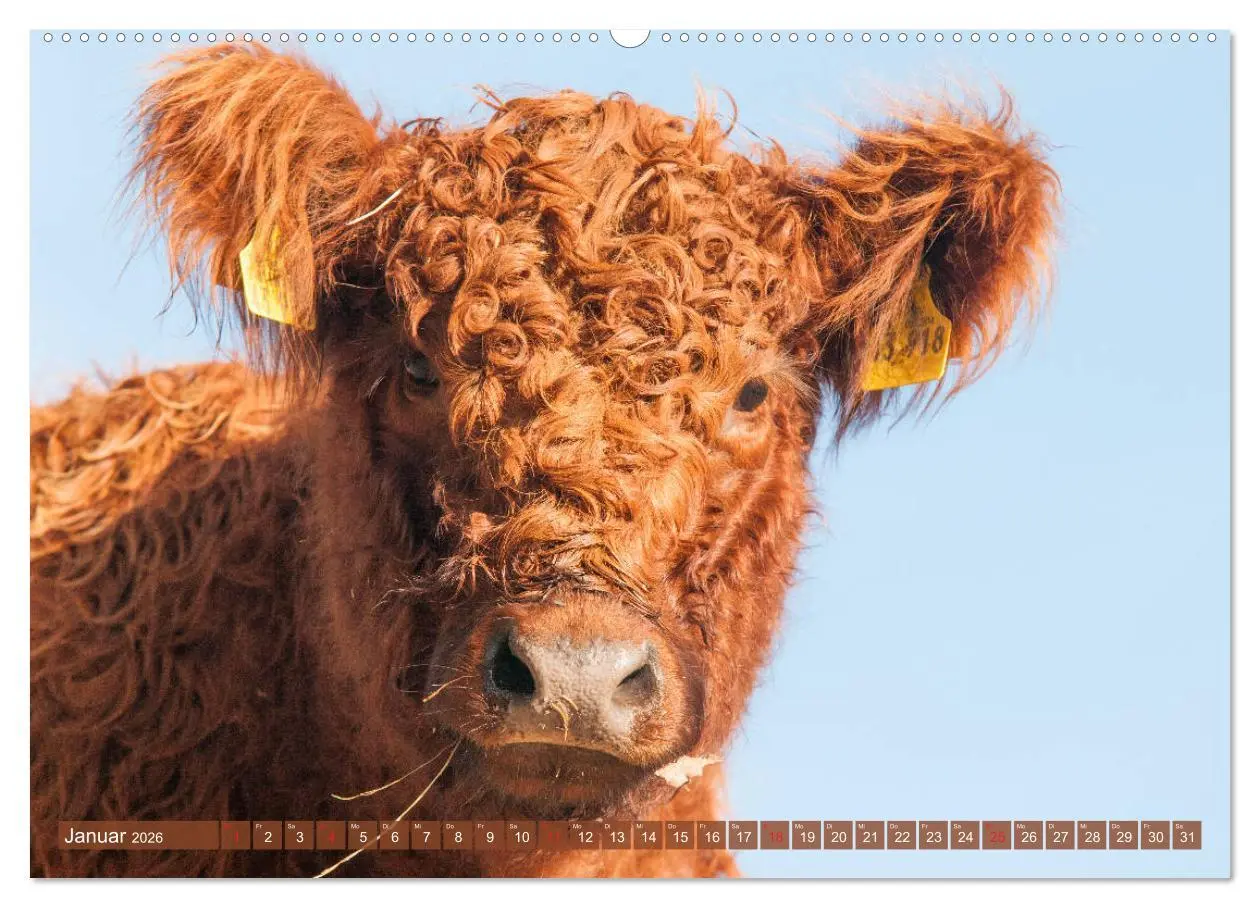 Bild: 9783457752630 | Schöne Schotten - Galloway im Porträt (Wandkalender 2026 DIN A2...