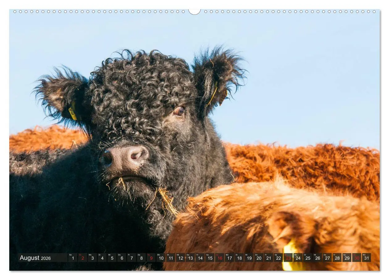 Bild: 9783457752630 | Schöne Schotten - Galloway im Porträt (Wandkalender 2026 DIN A2...