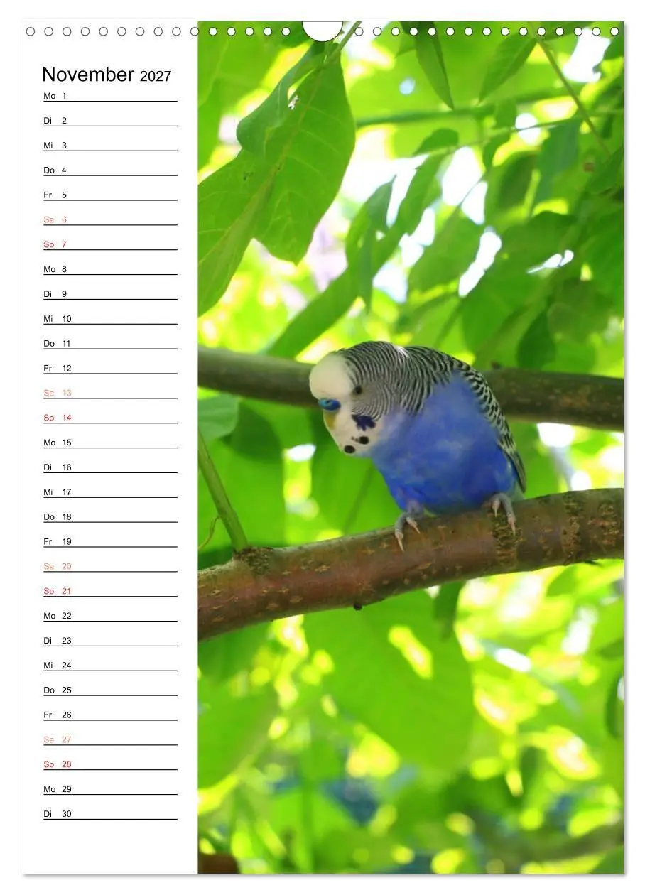 Bild: 9783569792630 | WELLENSITTICHE - Süße Wellis (Wandkalender 2027 DIN A3 hoch),...