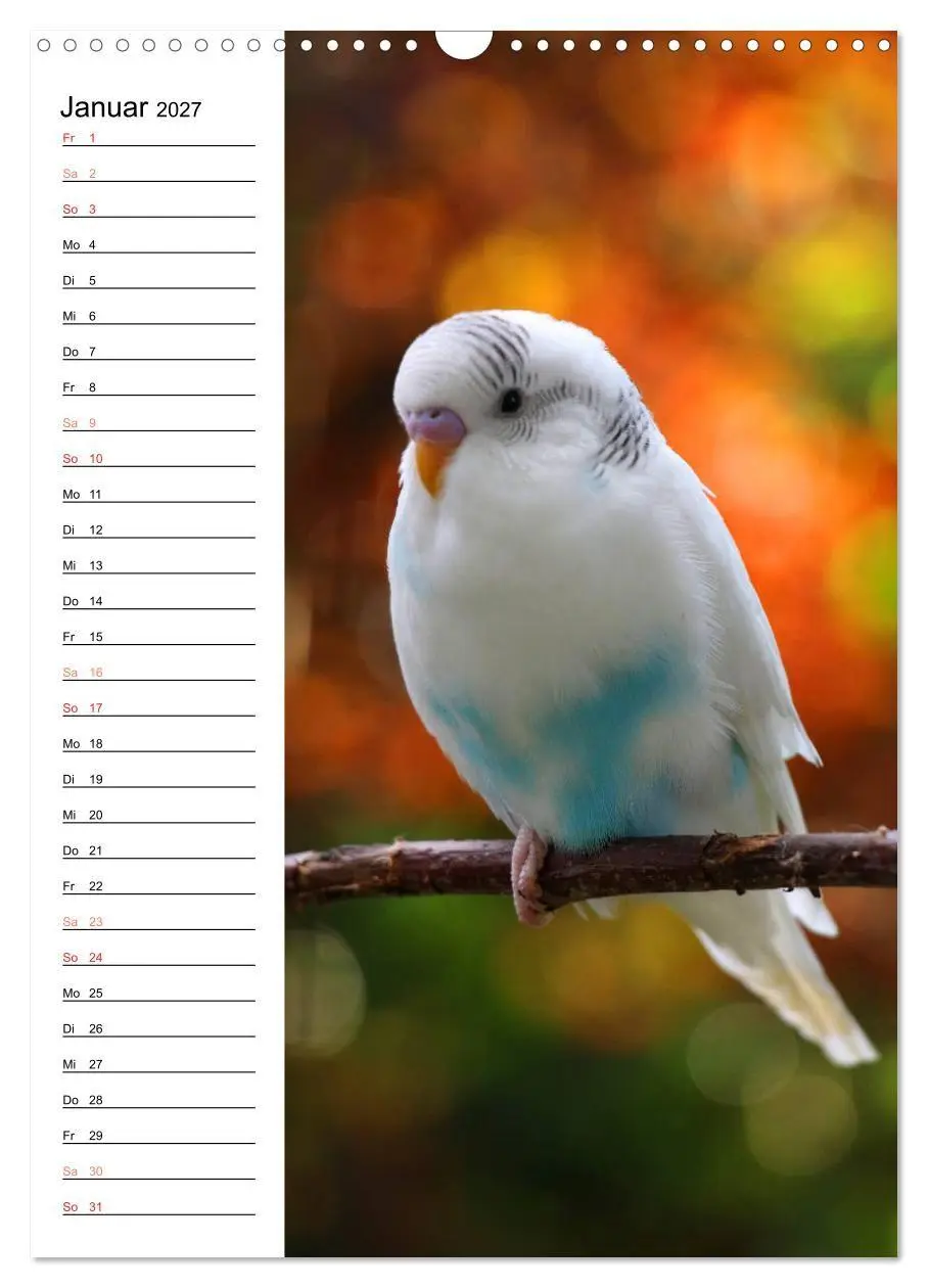 Bild: 9783569792630 | WELLENSITTICHE - Süße Wellis (Wandkalender 2027 DIN A3 hoch),...