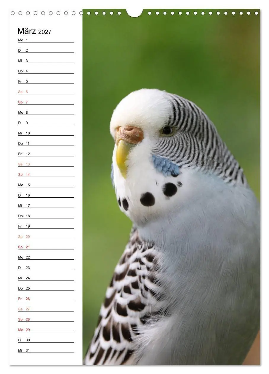 Bild: 9783569792630 | WELLENSITTICHE - Süße Wellis (Wandkalender 2027 DIN A3 hoch),...
