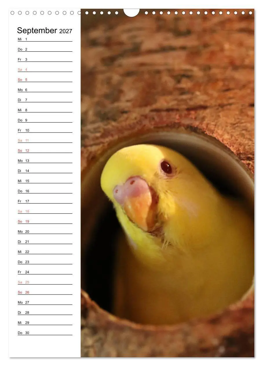 Bild: 9783569792630 | WELLENSITTICHE - Süße Wellis (Wandkalender 2027 DIN A3 hoch),...