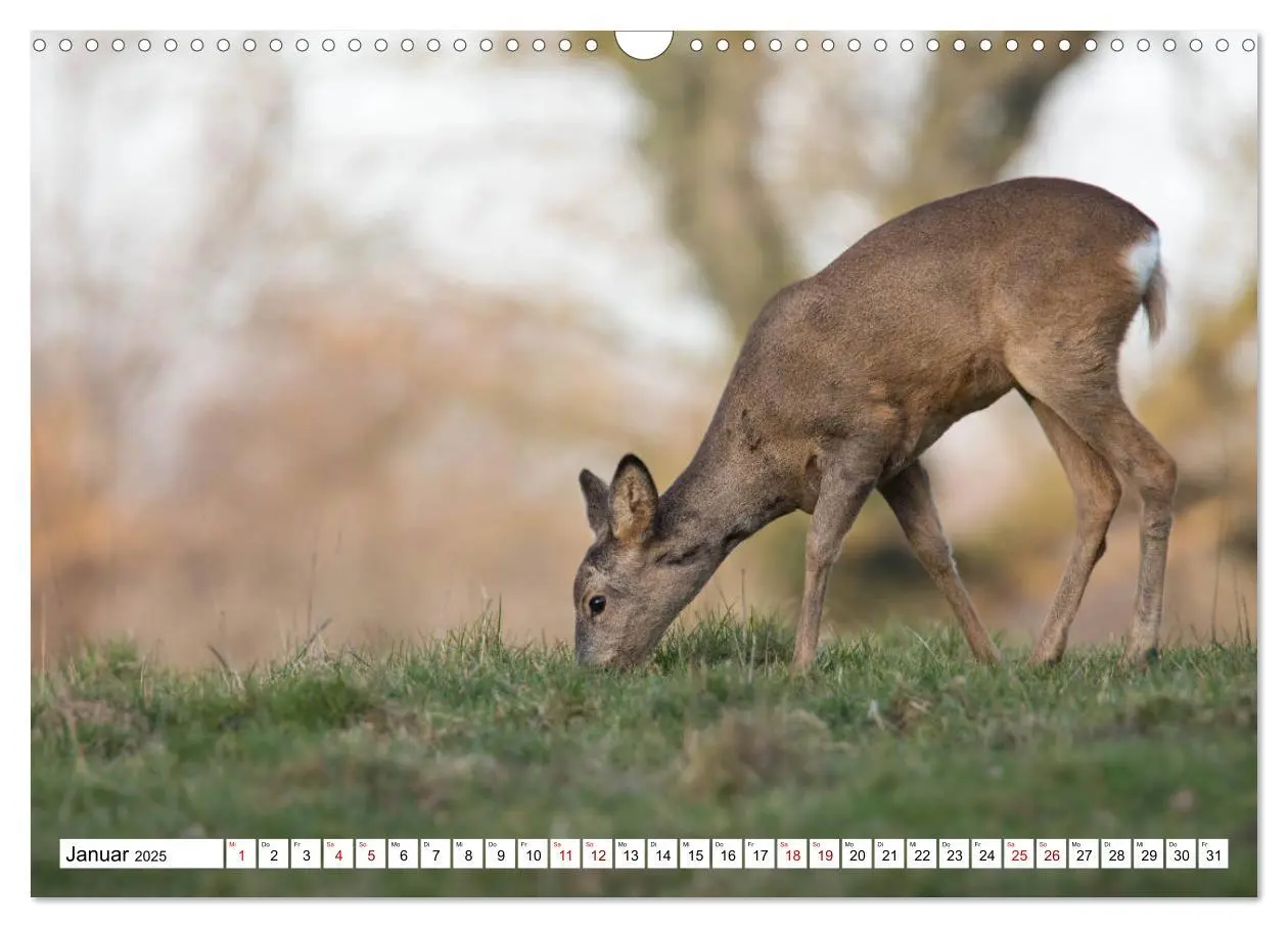 Bild: 9783435342730 | Anmut mit sanften Augen - Rehwild in der freien Natur (Wandkalender...