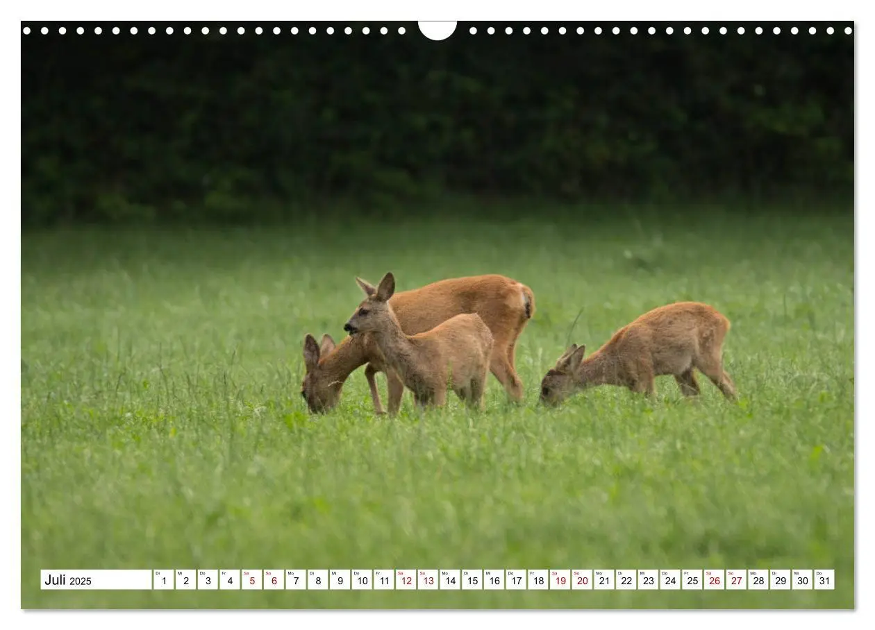 Bild: 9783435342730 | Anmut mit sanften Augen - Rehwild in der freien Natur (Wandkalender...