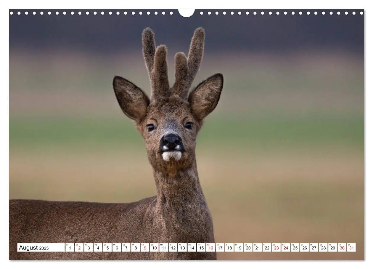 Bild: 9783435342730 | Anmut mit sanften Augen - Rehwild in der freien Natur (Wandkalender...