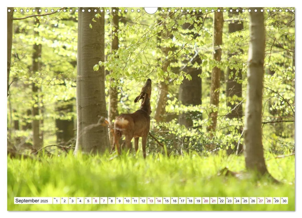 Bild: 9783435342730 | Anmut mit sanften Augen - Rehwild in der freien Natur (Wandkalender...