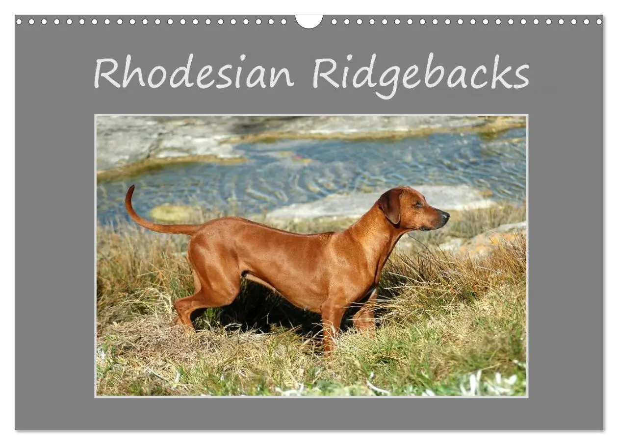 Cover: 9783516072730 | Rhodesian Ridgebacks (Wandkalender 2026 DIN A3 quer), CALVENDO...