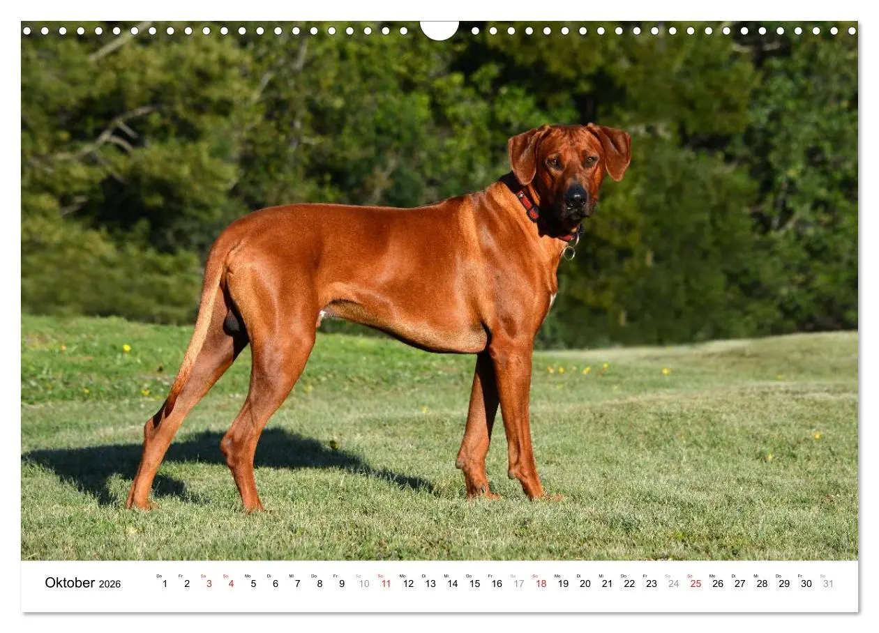 Bild: 9783516072730 | Rhodesian Ridgebacks (Wandkalender 2026 DIN A3 quer), CALVENDO...