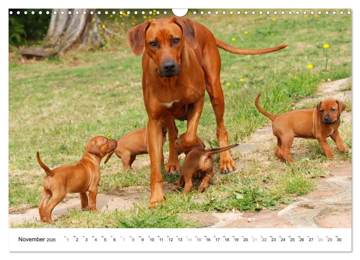 Bild: 9783516072730 | Rhodesian Ridgebacks (Wandkalender 2026 DIN A3 quer), CALVENDO...